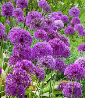 Allium aflatunense 'Purple Sensation'